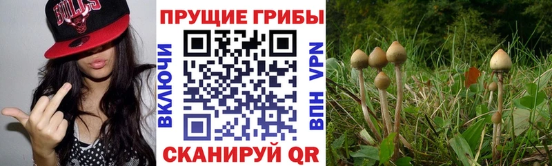 Галлюциногенные грибы мицелий  закладка  Волосово 